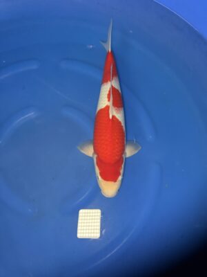 Kohaku