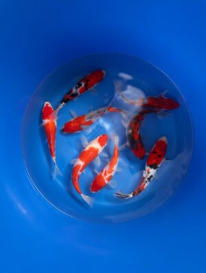 Conias mix 18/20cm