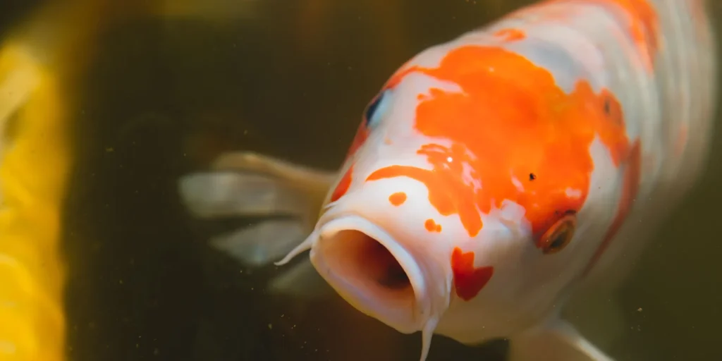 Koi parasieten herkennen en genezen Dani Koi