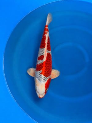 Kujaku