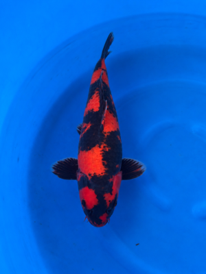 Hi utsuri