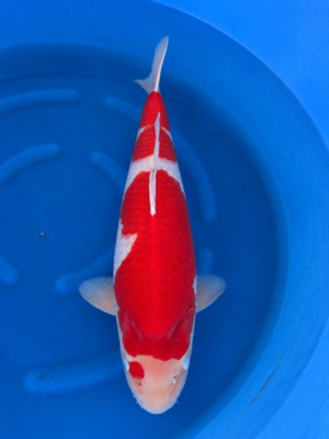 Kohaku