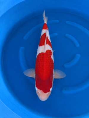 Kohaku