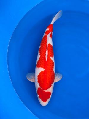 Kohaku