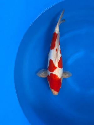 Doitsu kohaku