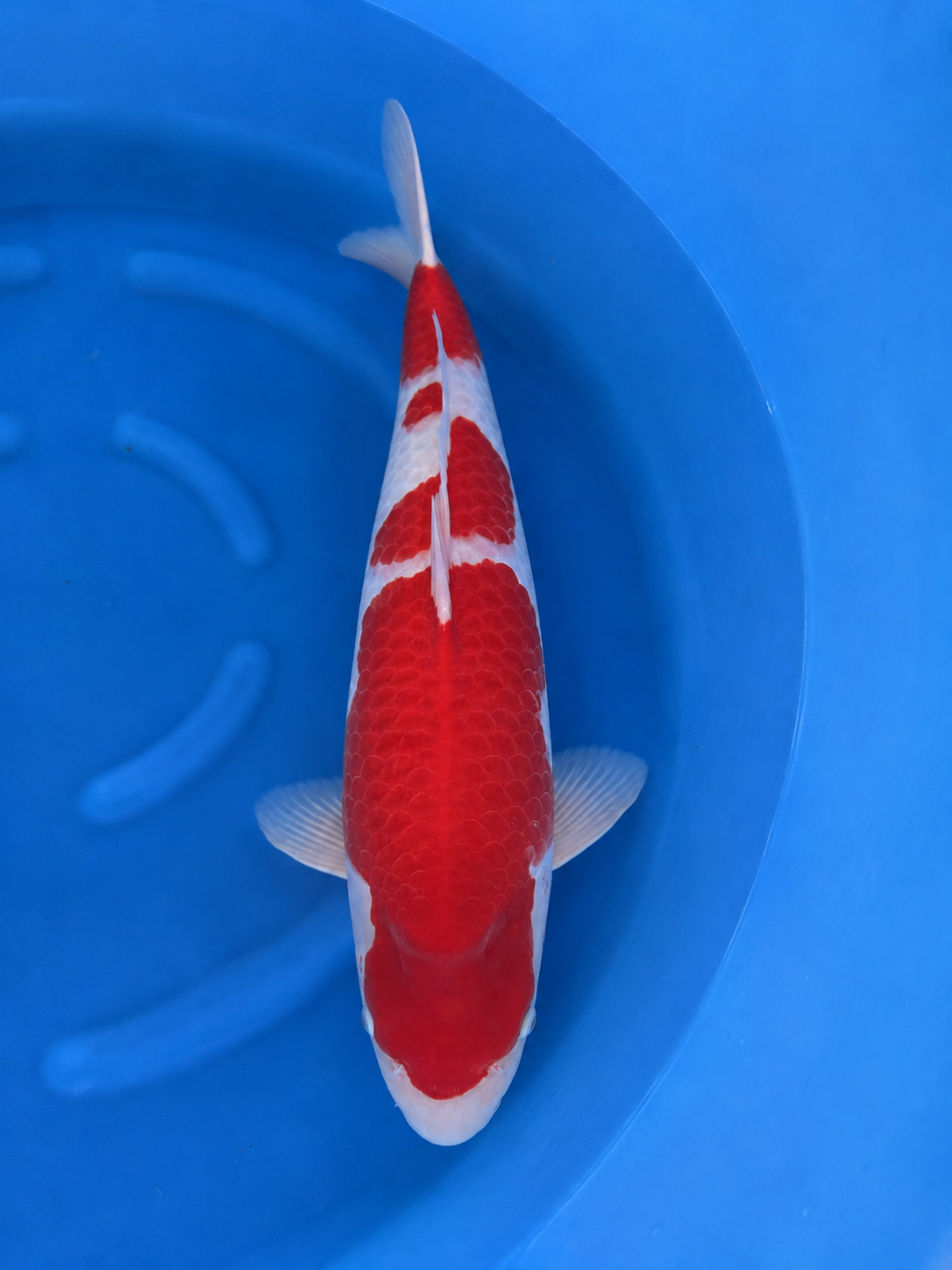 Kohaku