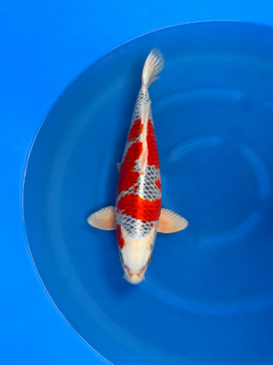 Kujaku
