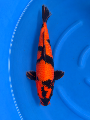 Hi utsuri