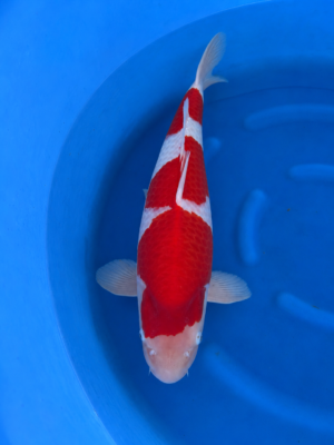 Kohaku