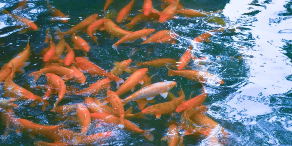 Welke waterwaarden in de vijver - Dani Koi