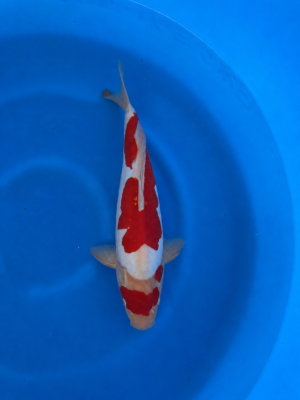 Doitsu kohaku