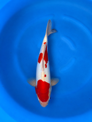Doitsu kohaku