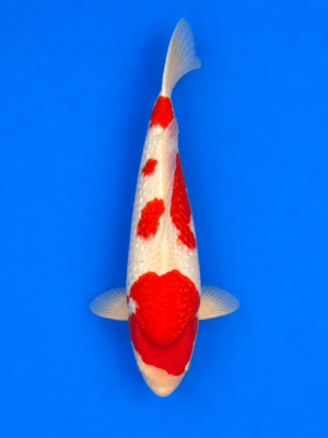 Ginrin kohaku