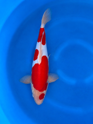 Doitsu kohaku