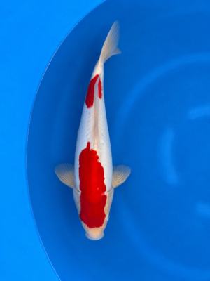 Doitsu kohaku