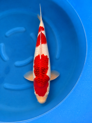 Goromo