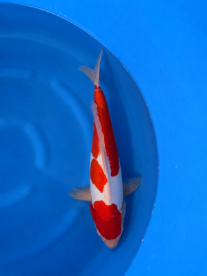 Doitsu kohaku