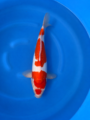 Doitsu kohaku