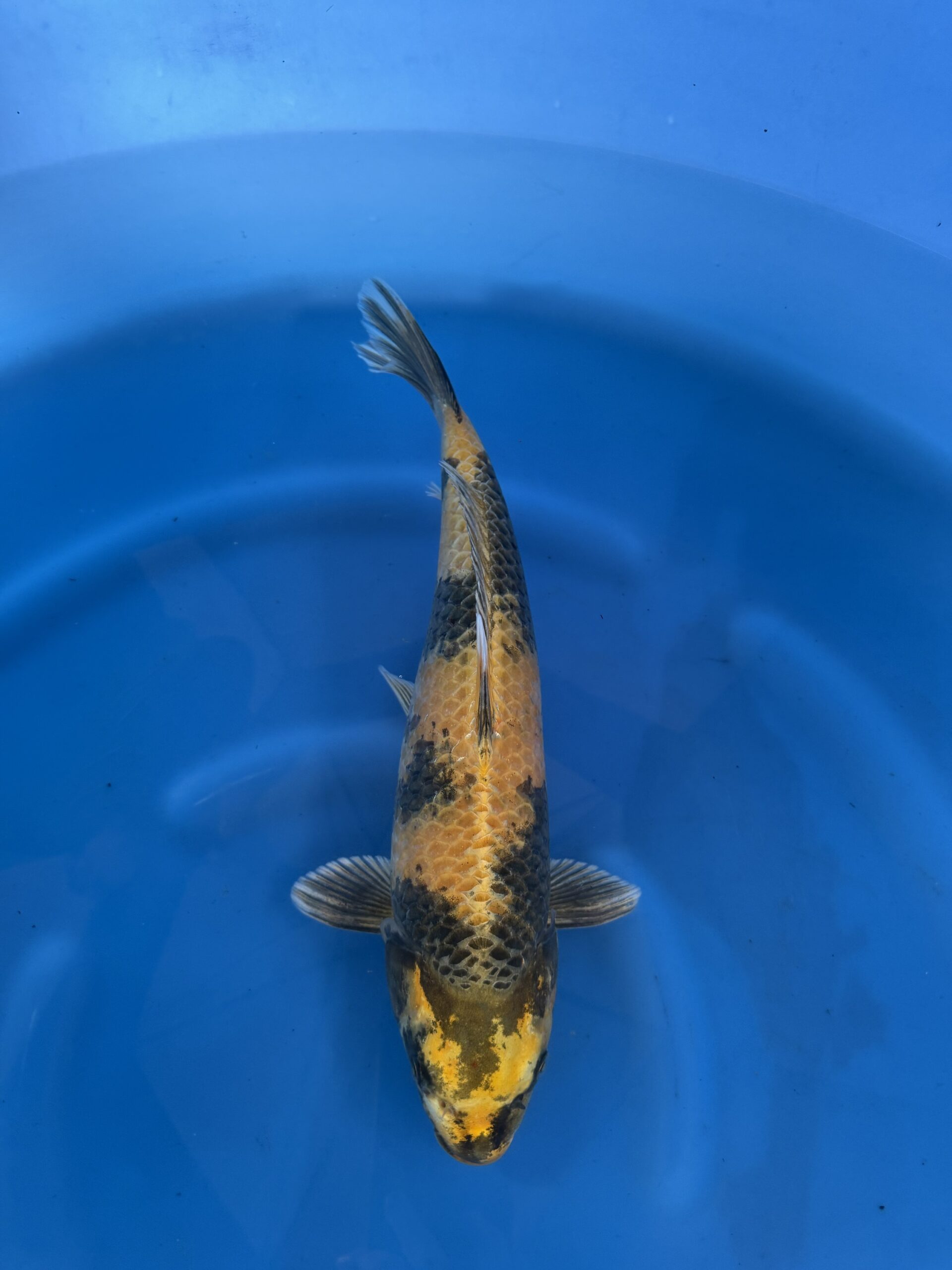 Kin ki utsuri